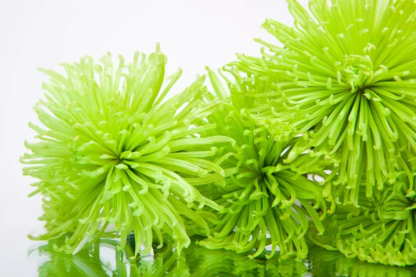 Bouquet of chrysanthemums — Stock Photo, Image