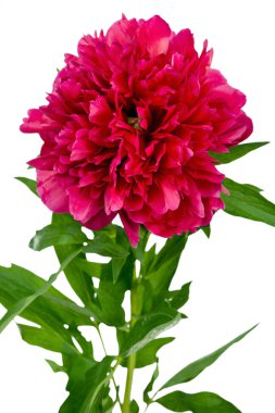 pembe Şakayık