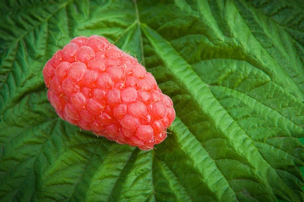 Framboos met blad — Stockfoto