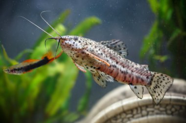 Akvaryum küçük balıklar (Hoplosternum thoracatum)
