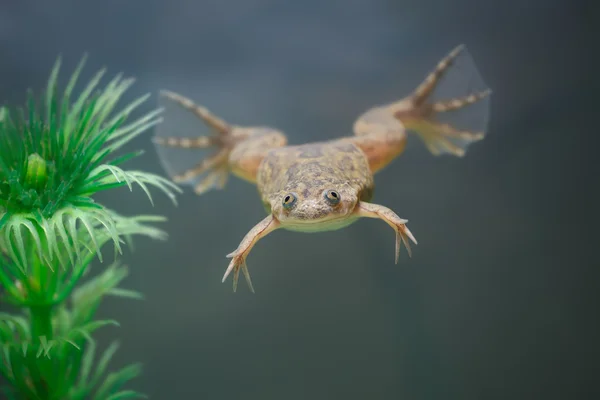 Rana amarilla exótica nadar en un acuario — Foto de Stock