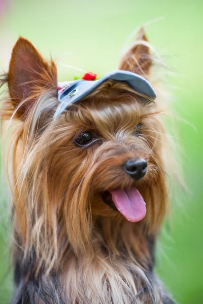 Yorkshire terrier dalam topi — Stok Foto
