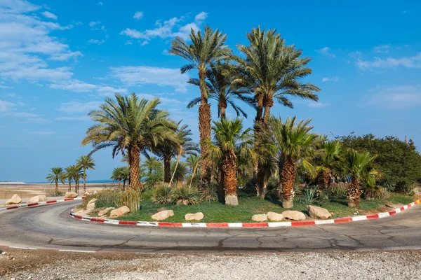 Palmbomen in de buurt road in Israël — Stockfoto