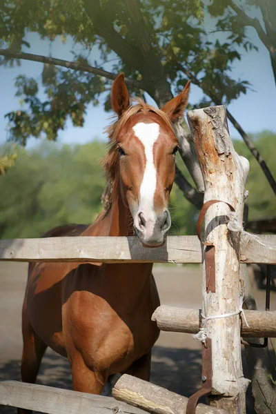 Cavallo bruno — Foto Stock