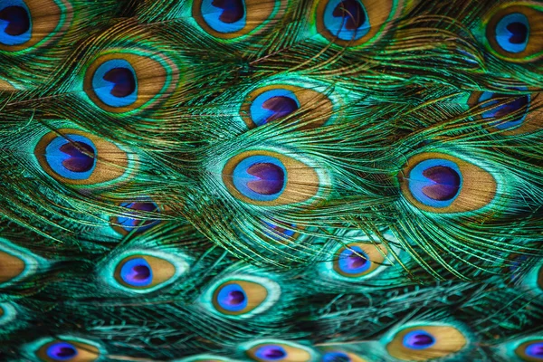 Male peacock displaying its stunning tail feathers — Stock Photo, Image