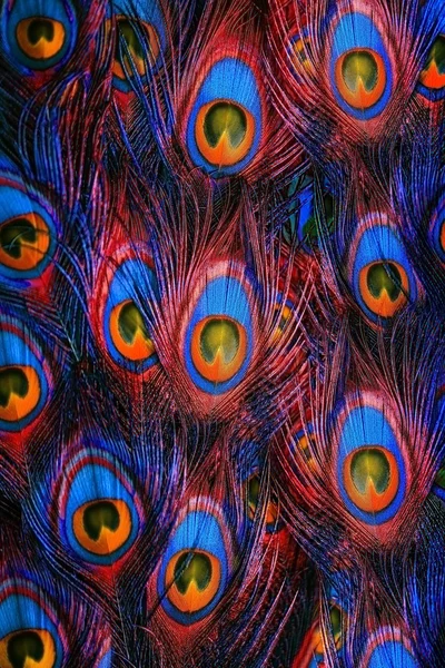 Manliga peacock visar sin fantastiska stjärtfjädrar — Stockfoto