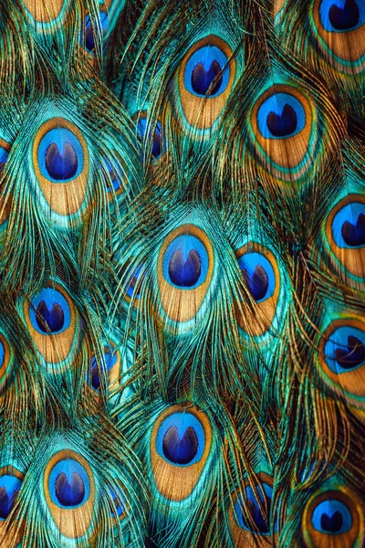 Male peacock displaying its stunning tail feathers — Stock Photo, Image