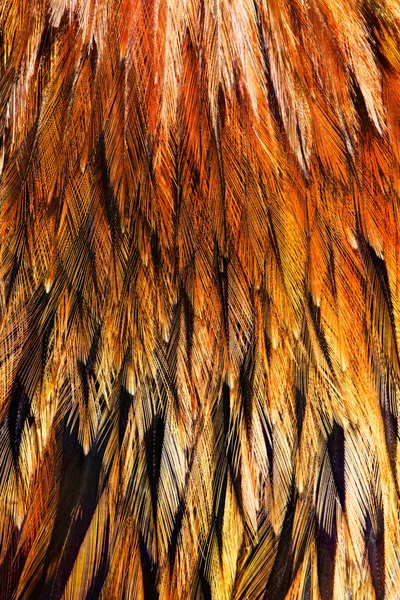 Parlak kahverengi tüylü — Stok fotoğraf