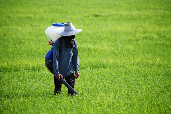 Agricultor que difunde fertilizante en el campo de arroz — Foto de Stock