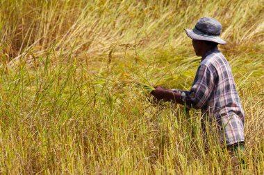 Farmer harvesting in rice field