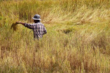 Farmer harvesting in rice field