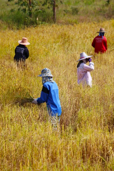 Colheita de agricultores em campo de arroz — Fotografia de Stock