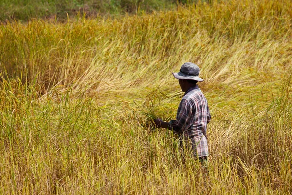 Farmer harvesting in rice field — Stok fotoğraf