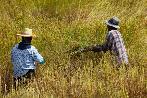Farmer harvesting in rice field — Stok fotoğraf
