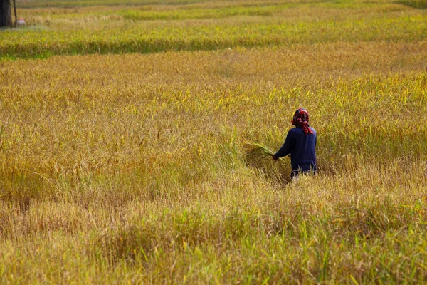 Landwirt erntet auf Reisfeld — Stockfoto