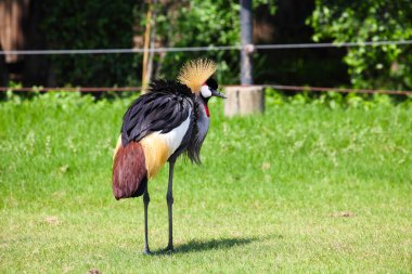 Vinç otlak olarak taç