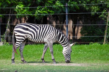 yeşil alanda otlayan zebra