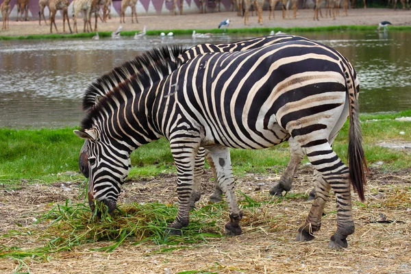 Zebra Grazing Along River — Stock Photo, Image