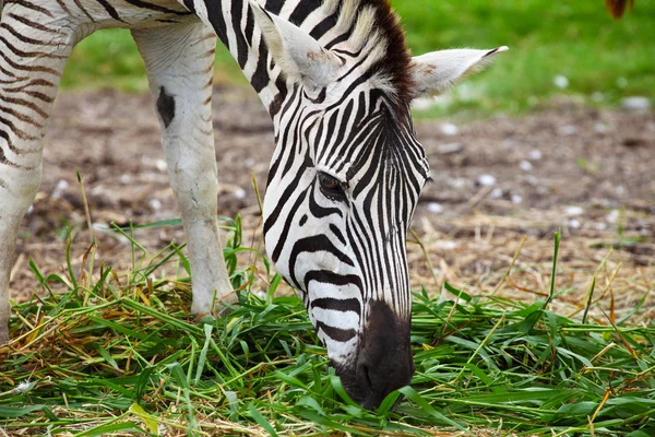 Close up of Zebra Head Grazing — Stock Photo, Image