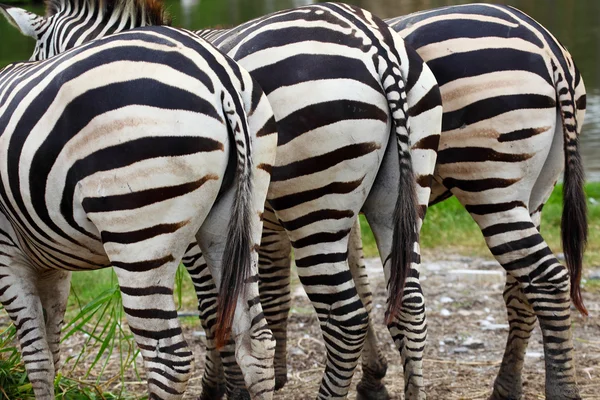 Backside of Zebra — Stock Photo, Image