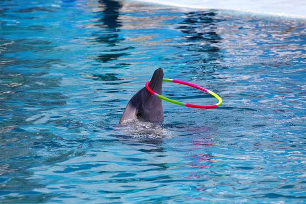 Dancing Dolphin with Hoop — Stock Photo, Image
