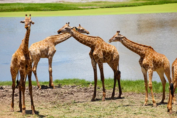 Group of Giraffes Playing Along River — Stock Photo, Image