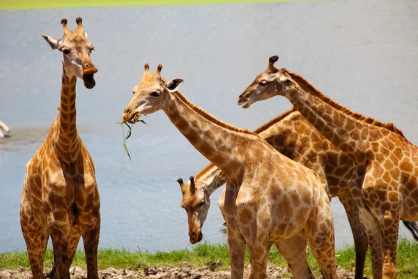 Group of Giraffes Playing Along River — Stock Photo, Image
