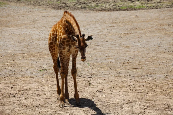 Giraffe Baby Eating in Barren Area — Stock Photo, Image