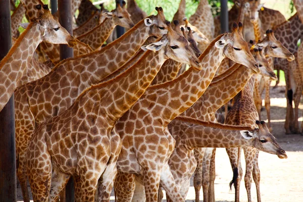 Herd of Giraffe — Stock Photo, Image