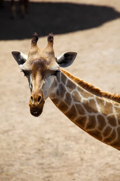 Giraffe Head — Stock Photo, Image