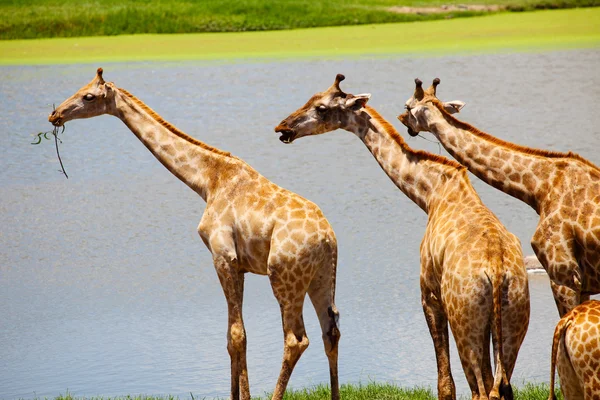 Group of Giraffes Eating Grass — Stock Photo, Image