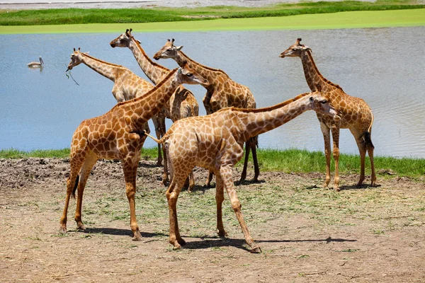 Group of Giraffes Playing Along River — Stock Photo, Image