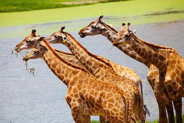 Group of Giraffes Eating Grass — Stock Photo, Image