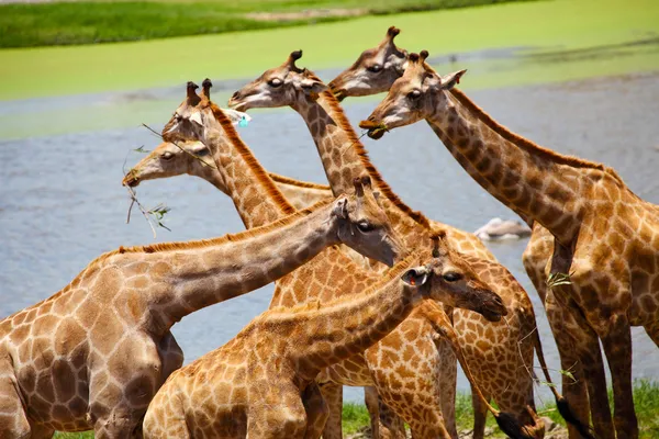 Group of Giraffes Eating Grass — Stock Photo, Image