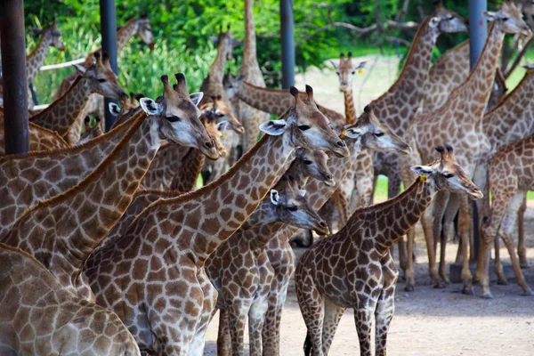 Herd of Giraffe — Stock Photo, Image