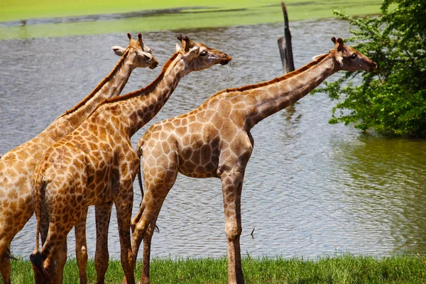 Group of Giraffes Eating Grass — Stock Photo, Image