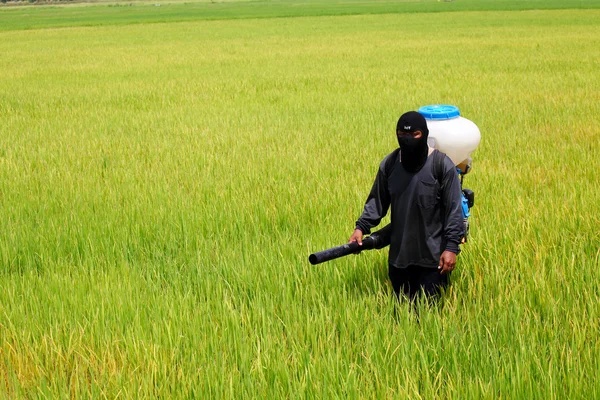 Landwirt streut Dünger auf Reisfeld aus — Stockfoto