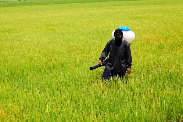 Landwirt streut Dünger auf Reisfeld aus — Stockfoto