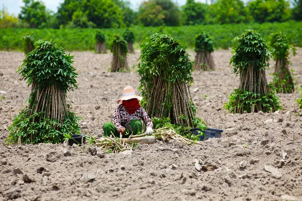 Agricultor prepara planta de mandioca jovem — Fotografia de Stock
