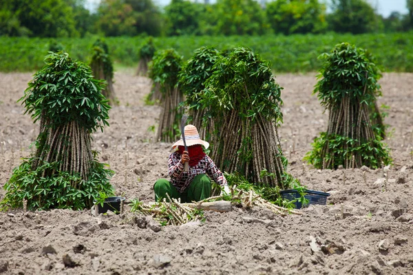 Landwirt bereitet junge Maniok-Pflanze zu — Stockfoto