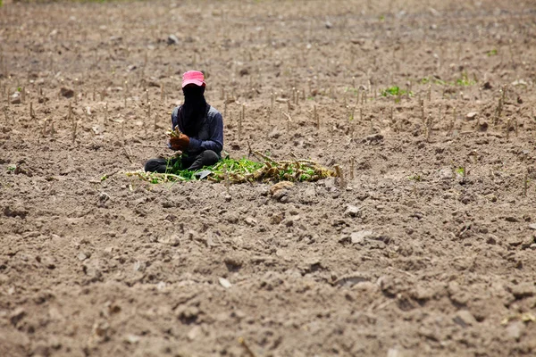 Farmer Preparing Young Cassava Plant — Stock Photo, Image