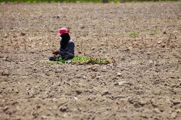 Agricultor prepara planta de mandioca jovem — Fotografia de Stock