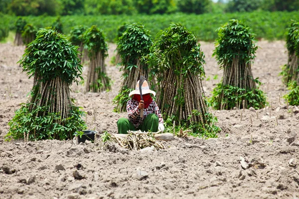 Agricoltore Preparazione giovane pianta di manioca — Foto Stock