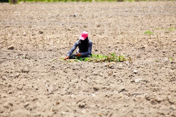 Agricultor prepara planta de mandioca jovem — Fotografia de Stock