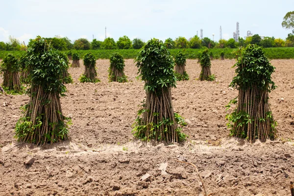 Cassavaplanten – stockfoto