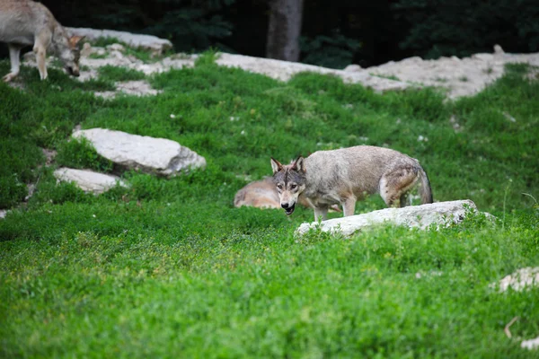 Grijze wolven voeden op karkas — Stockfoto