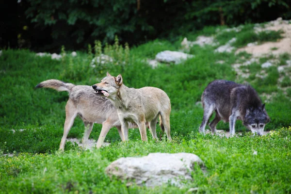 Lobos cinzentos alimentando-se de carcaça — Fotografia de Stock