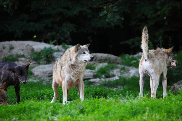 Pack de loups se nourrissant de carcasses en naturel — Photo