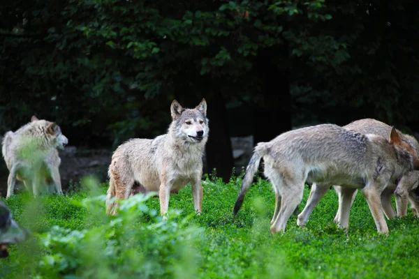 Stado wilków w naturalnym — Zdjęcie stockowe