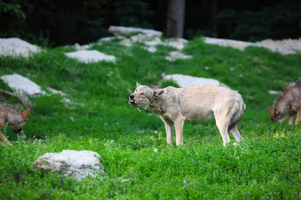 Stado wilków karmienia na tuszy w naturalnym — Zdjęcie stockowe